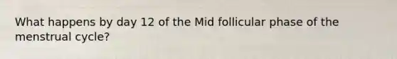 What happens by day 12 of the Mid follicular phase of the menstrual cycle?