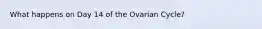 What happens on Day 14 of the Ovarian Cycle?