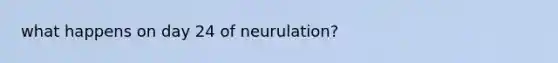 what happens on day 24 of neurulation?