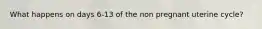 What happens on days 6-13 of the non pregnant uterine cycle?