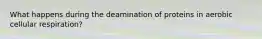 What happens during the deamination of proteins in aerobic cellular respiration?