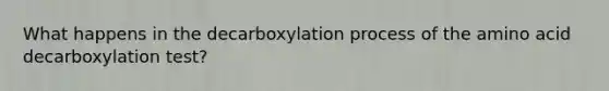 What happens in the decarboxylation process of the amino acid decarboxylation test?