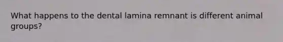 What happens to the dental lamina remnant is different animal groups?