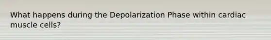 What happens during the Depolarization Phase within cardiac muscle cells?