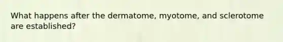 What happens after the dermatome, myotome, and sclerotome are established?