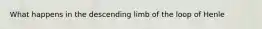 What happens in the descending limb of the loop of Henle