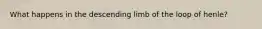 What happens in the descending limb of the loop of henle?