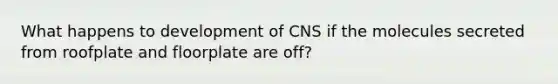 What happens to development of CNS if the molecules secreted from roofplate and floorplate are off?