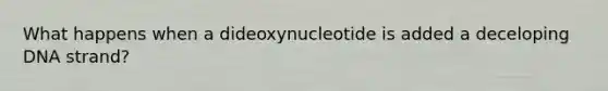 What happens when a dideoxynucleotide is added a deceloping DNA strand?