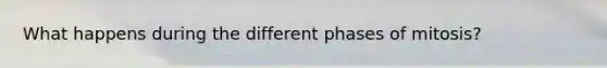 What happens during the different phases of mitosis?