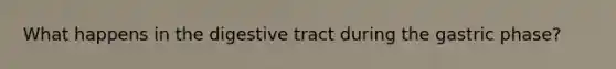 What happens in the digestive tract during the gastric phase?
