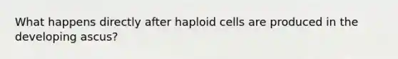 What happens directly after haploid cells are produced in the developing ascus?