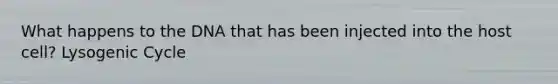 What happens to the DNA that has been injected into the host cell? Lysogenic Cycle