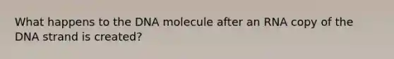 What happens to the DNA molecule after an RNA copy of the DNA strand is created?