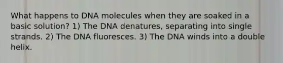 What happens to DNA molecules when they are soaked in a basic solution? 1) The DNA denatures, separating into single strands. 2) The DNA fluoresces. 3) The DNA winds into a double helix.