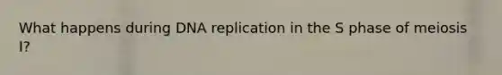 What happens during DNA replication in the S phase of meiosis I?