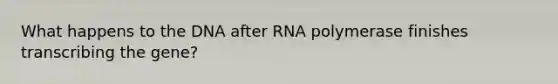 What happens to the DNA after RNA polymerase finishes transcribing the gene?