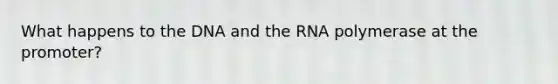 What happens to the DNA and the RNA polymerase at the promoter?