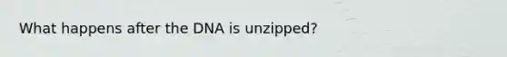 What happens after the DNA is unzipped?