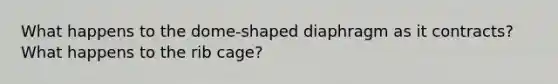 What happens to the dome-shaped diaphragm as it contracts? What happens to the rib cage?