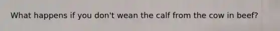 What happens if you don't wean the calf from the cow in beef?