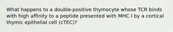 What happens to a double-positive thymocyte whose TCR binds with high affinity to a peptide presented with MHC I by a cortical thymic epithelial cell (cTEC)?