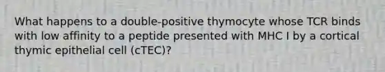 What happens to a double-positive thymocyte whose TCR binds with low affinity to a peptide presented with MHC I by a cortical thymic epithelial cell (cTEC)?