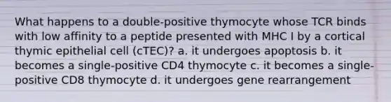 What happens to a double-positive thymocyte whose TCR binds with low affinity to a peptide presented with MHC I by a cortical thymic epithelial cell (cTEC)? a. it undergoes apoptosis b. it becomes a single-positive CD4 thymocyte c. it becomes a single-positive CD8 thymocyte d. it undergoes gene rearrangement