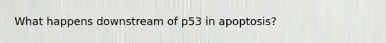 What happens downstream of p53 in apoptosis?