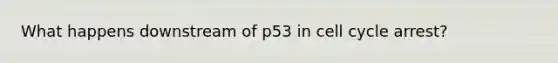 What happens downstream of p53 in cell cycle arrest?