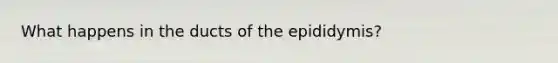 What happens in the ducts of the epididymis?