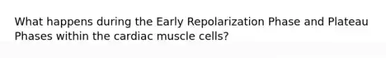 What happens during the Early Repolarization Phase and Plateau Phases within the cardiac muscle cells?