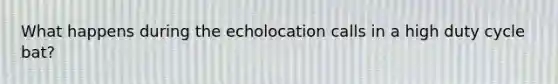 What happens during the echolocation calls in a high duty cycle bat?