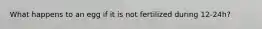 What happens to an egg if it is not fertilized during 12-24h?