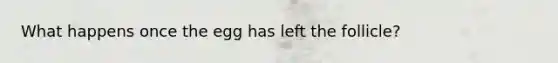 What happens once the egg has left the follicle?