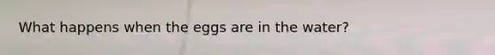 What happens when the eggs are in the water?