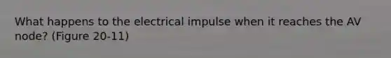 What happens to the electrical impulse when it reaches the AV node? (Figure 20-11)