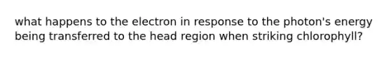 what happens to the electron in response to the photon's energy being transferred to the head region when striking chlorophyll?