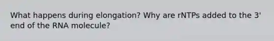 What happens during elongation? Why are rNTPs added to the 3' end of the RNA molecule?