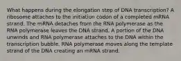 What happens during the elongation step of DNA transcription? A ribosome attaches to the initiation codon of a completed mRNA strand. The mRNA detaches from the RNA polymerase as the RNA polymerase leaves the DNA strand. A portion of the DNA unwinds and RNA polymerase attaches to the DNA within the transcription bubble. RNA polymerase moves along the template strand of the DNA creating an mRNA strand.