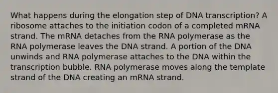 What happens during the elongation step of DNA transcription? A ribosome attaches to the initiation codon of a completed mRNA strand. The mRNA detaches from the RNA polymerase as the RNA polymerase leaves the DNA strand. A portion of the DNA unwinds and RNA polymerase attaches to the DNA within the transcription bubble. RNA polymerase moves along the template strand of the DNA creating an mRNA strand.