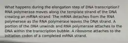 What happens during the elongation step of DNA transcription? RNA polymerase moves along the template strand of the DNA creating an mRNA strand. The mRNA detaches from the RNA polymerase as the RNA polymerase leaves the DNA strand. A portion of the DNA unwinds and RNA polymerase attaches to the DNA within the transcription bubble. A ribosome attaches to the initiation codon of a completed mRNA strand.