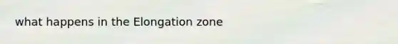 what happens in the Elongation zone