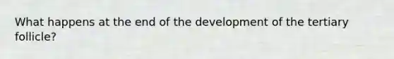 What happens at the end of the development of the tertiary follicle?