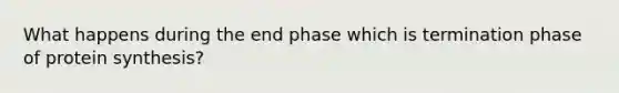 What happens during the end phase which is termination phase of protein synthesis?