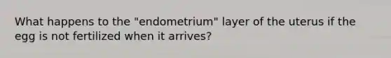 What happens to the "endometrium" layer of the uterus if the egg is not fertilized when it arrives?