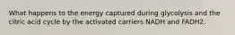 What happens to the energy captured during glycolysis and the citric acid cycle by the activated carriers NADH and FADH2.