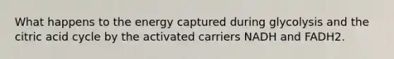 What happens to the energy captured during glycolysis and the citric acid cycle by the activated carriers NADH and FADH2.