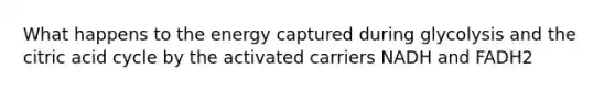 What happens to the energy captured during glycolysis and the citric acid cycle by the activated carriers NADH and FADH2