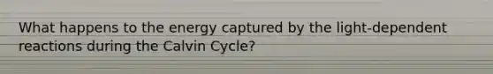 What happens to the energy captured by the light-dependent reactions during the Calvin Cycle?